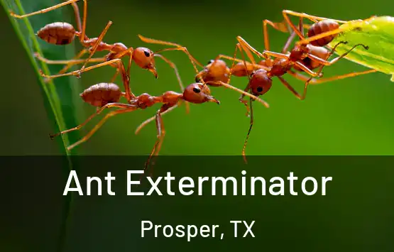  Ant Exterminator Prosper, TX