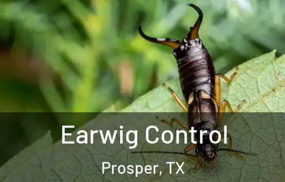  Earwig Control Prosper, TX