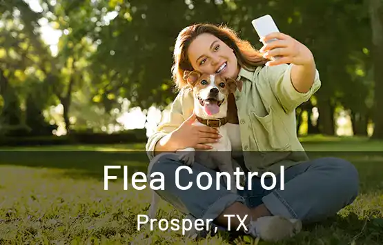  Flea Control Prosper, TX