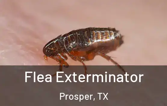  Flea Exterminator Prosper, TX