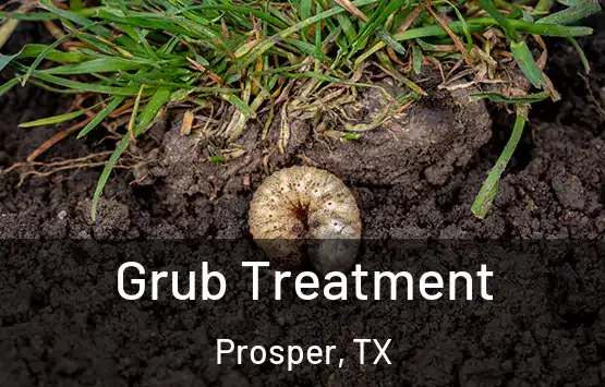  Grub Treatment Prosper, TX