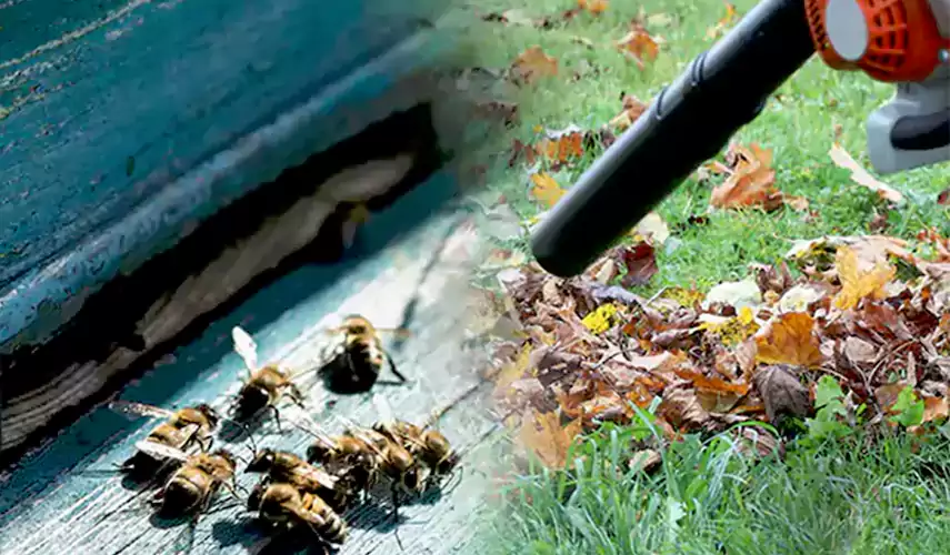Wasps Pest Control Prosper, TX