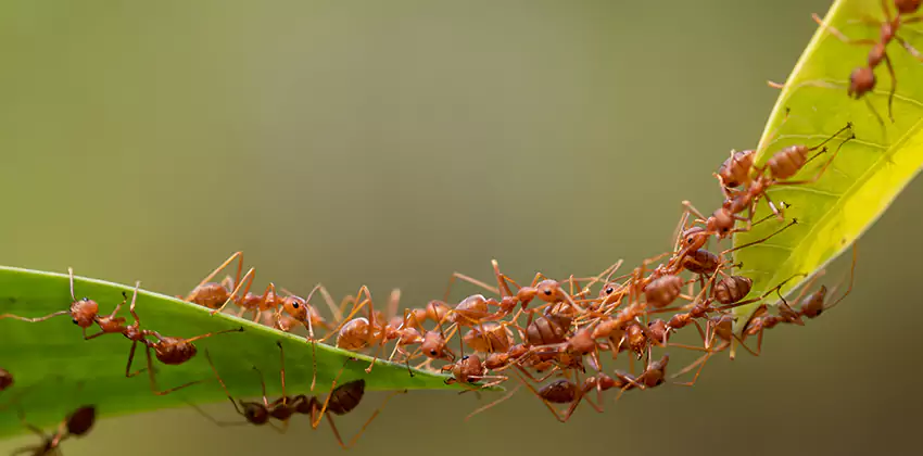 ant-control in Prosper, TX
