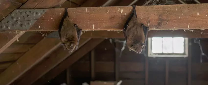 bat-exterminator in Prosper, TX