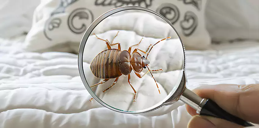 bed-bug-pest-control in Prosper, TX