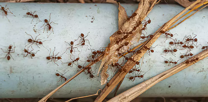 Fire Ant Extermination in Yards, Parks, and Outdoor Spaces Prosper, TX