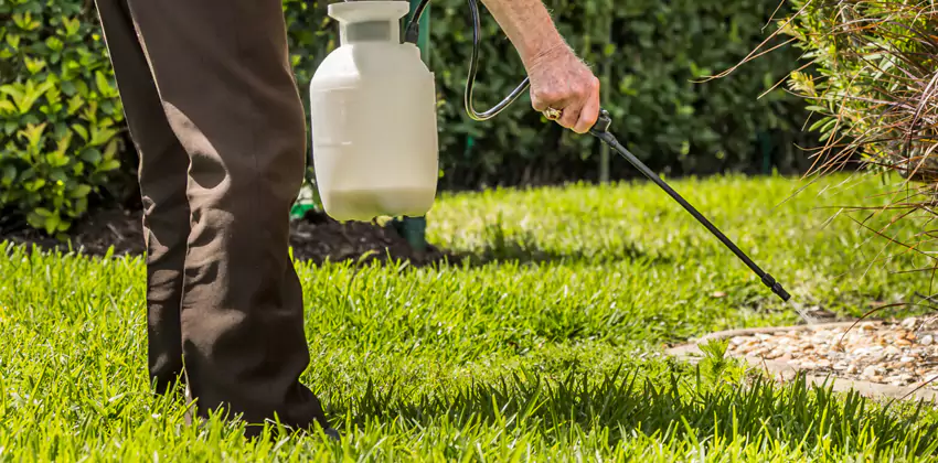 Grub Treatment for Bedrooms Prosper, TX