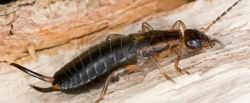 earwig-control in Prosper, TX