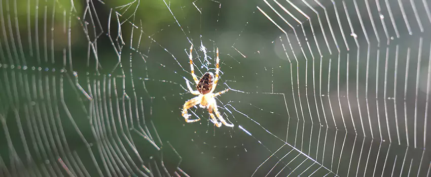 spider-pest-control in Prosper, TX