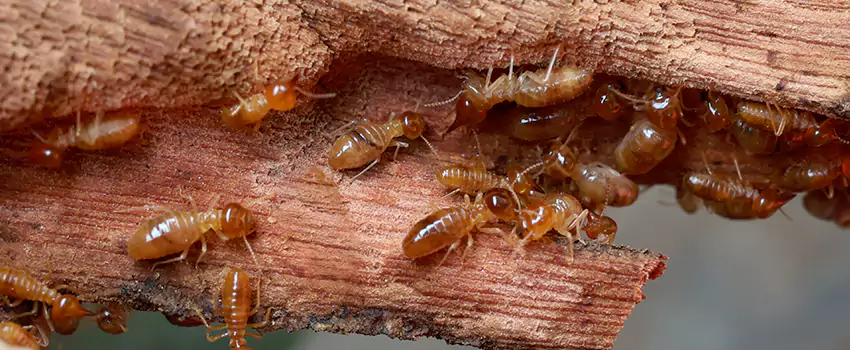 termite-treatment in Prosper, TX