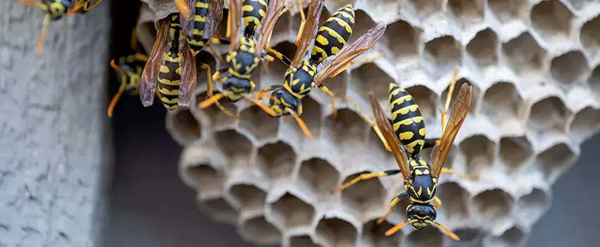 wasp-pest-control in Prosper, TX