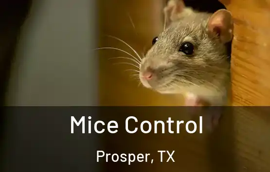  Mice Control Prosper, TX