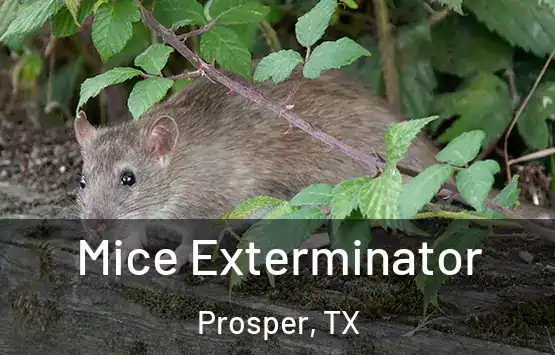  Mice Exterminator Prosper, TX
