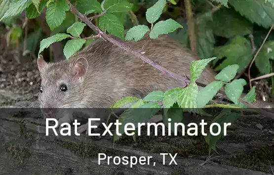  Rat Exterminator Prosper, TX