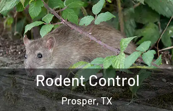  Rodent Control Prosper, TX