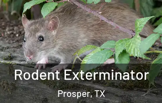  Rodent Exterminator Prosper, TX