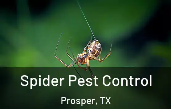  Spider Pest Control Prosper, TX