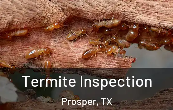  Termite Inspection Prosper, TX