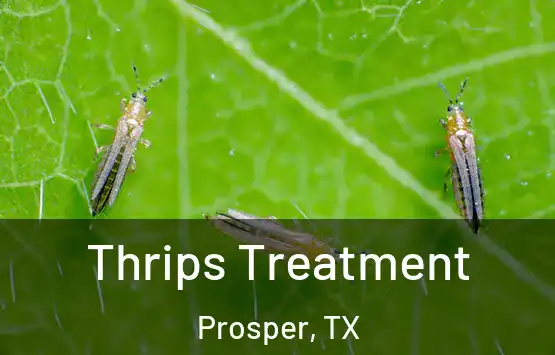  Thrips Treatment Prosper, TX