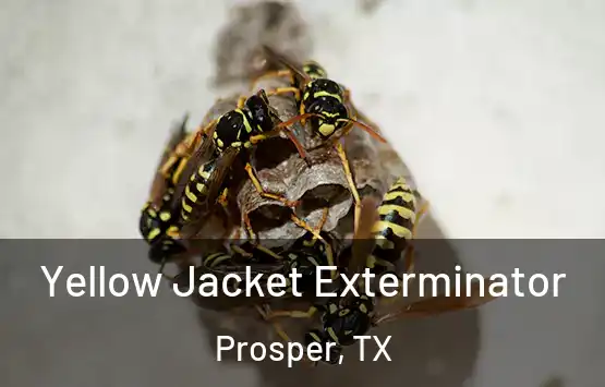  Yellow Jacket Exterminator Prosper, TX